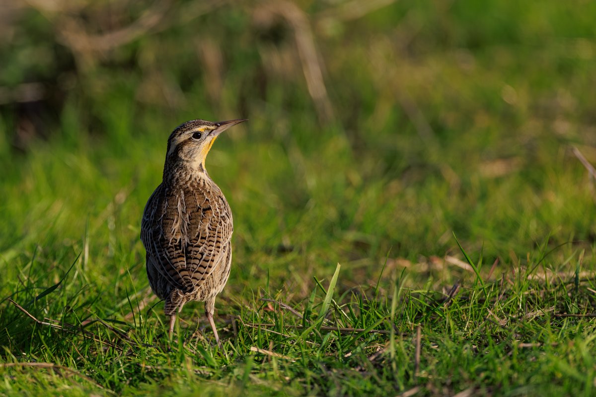 Western Meadowlark
