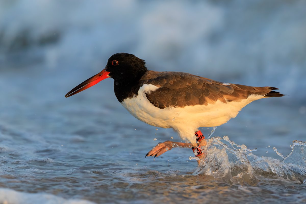 American Oystercatcher