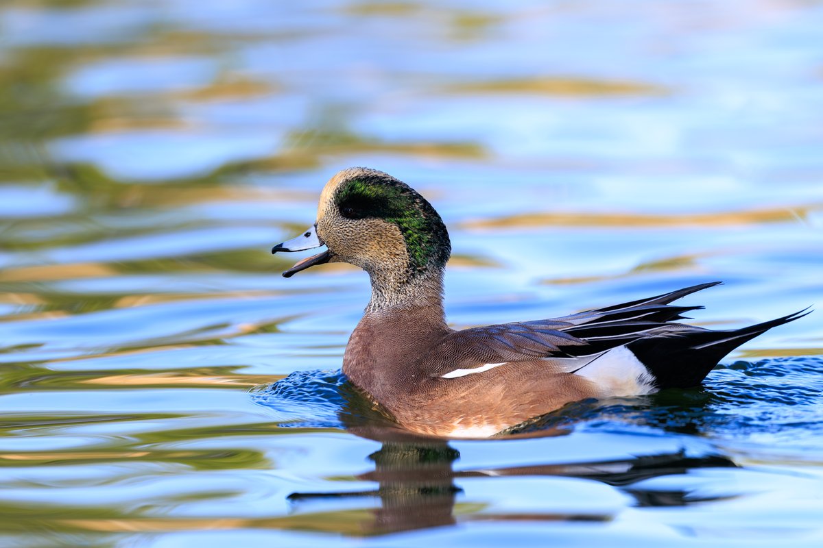 American Wigeon