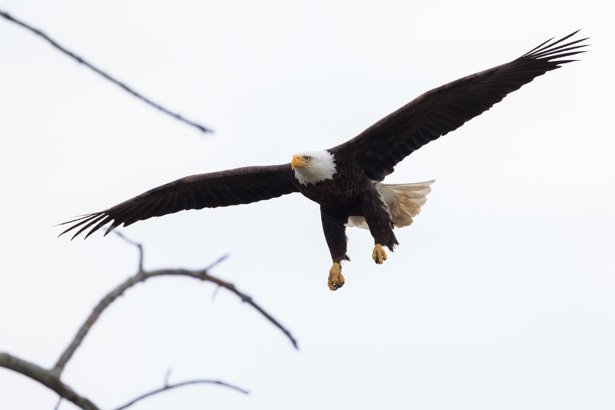 Bald Eagle