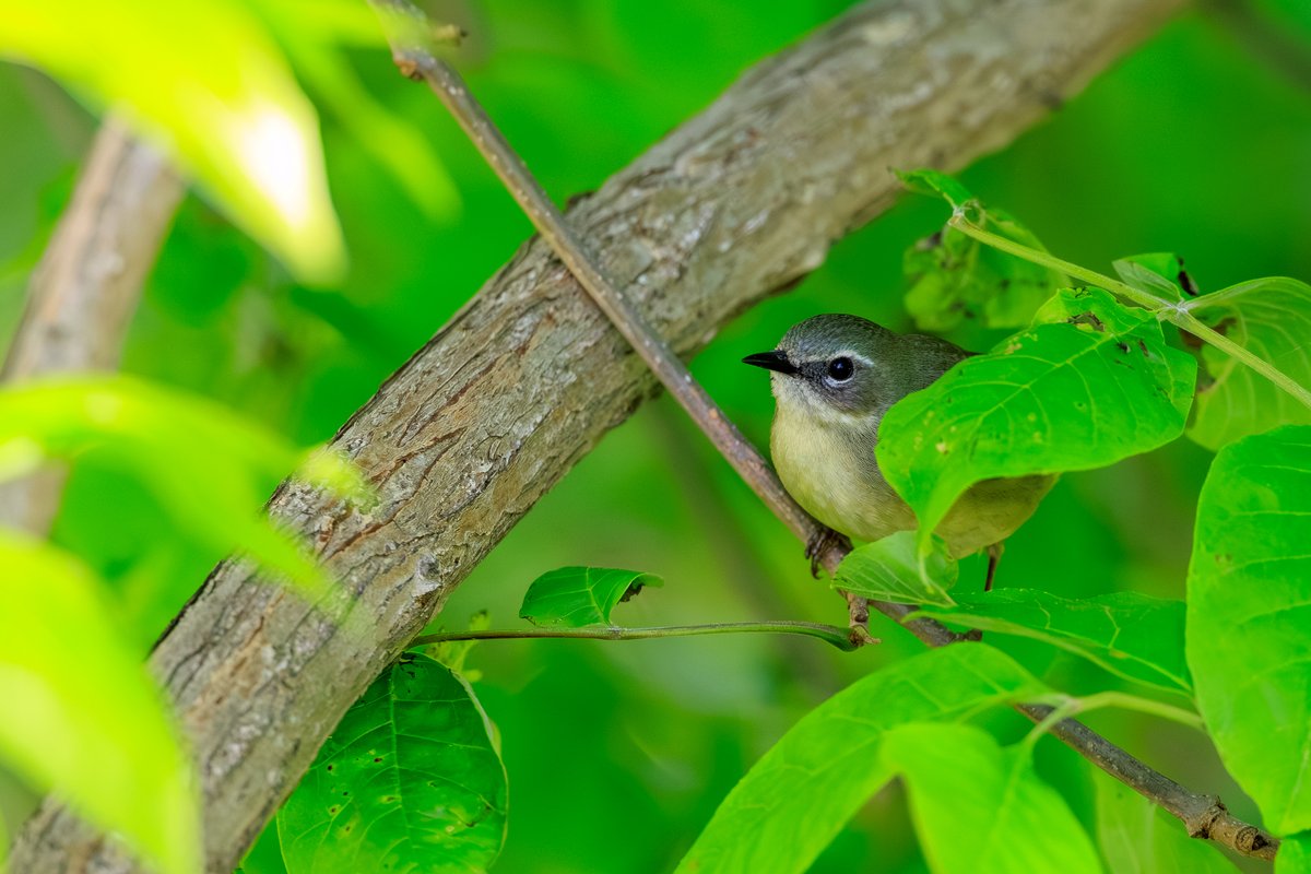 Black-throated Blue Warbler