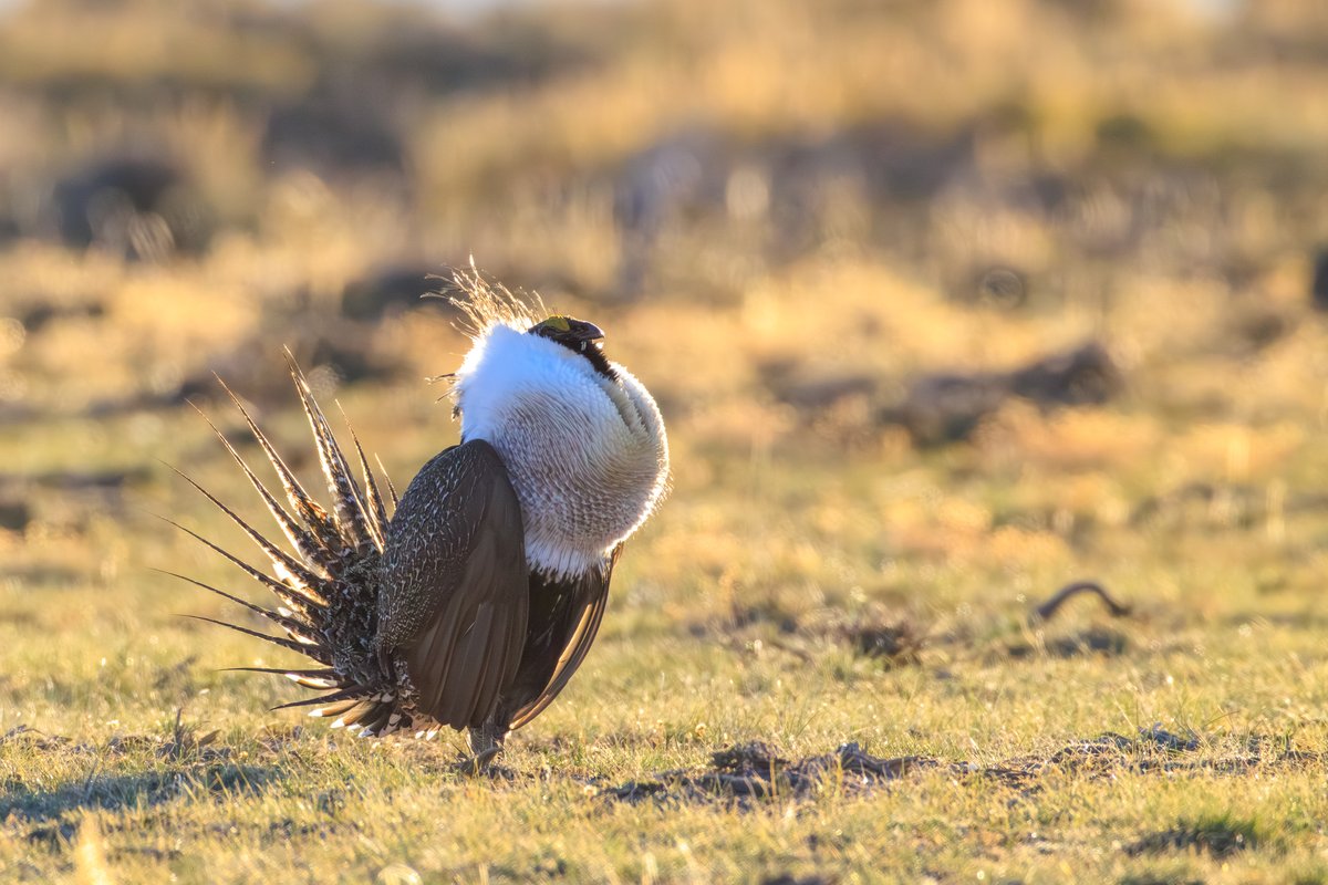 Greater Sage-Grouse