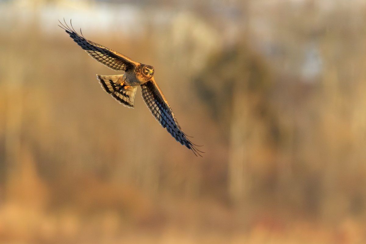 Northern Harrier
