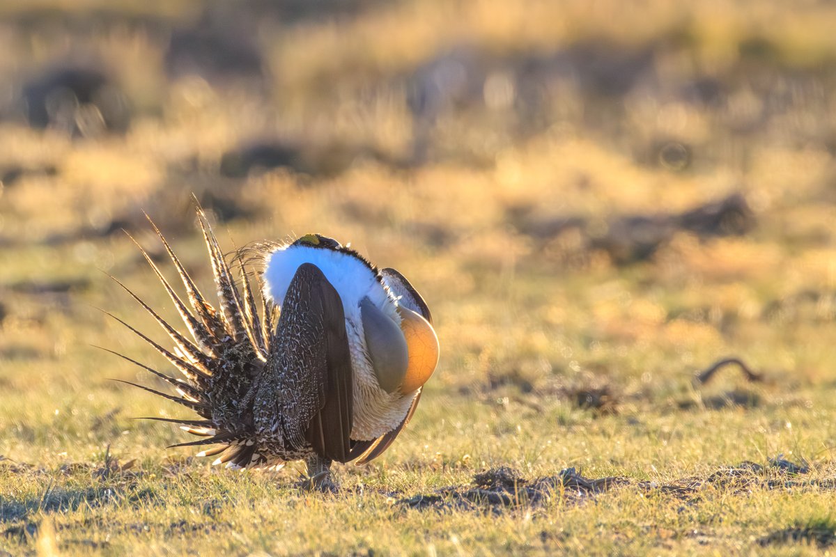 Greater Sage-Grouse