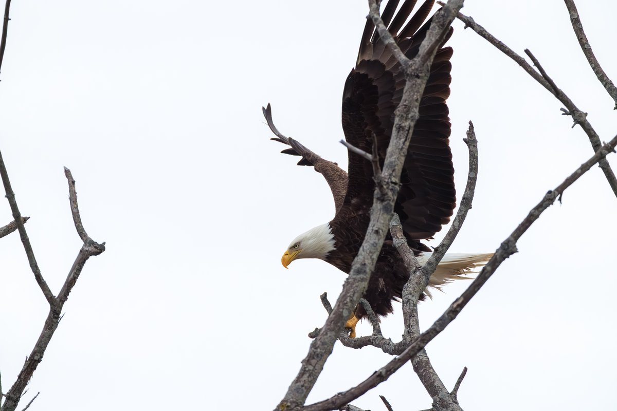 Bald Eagle