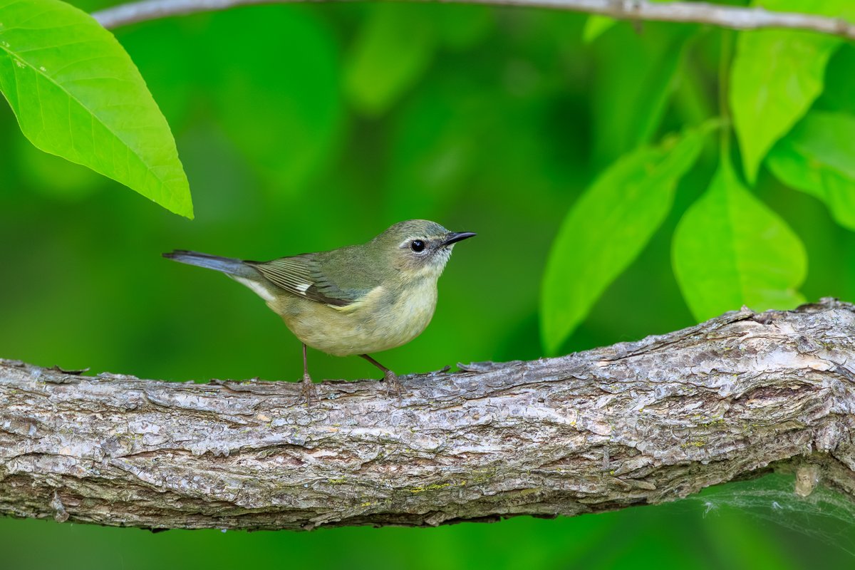 Black-throated Blue Warbler