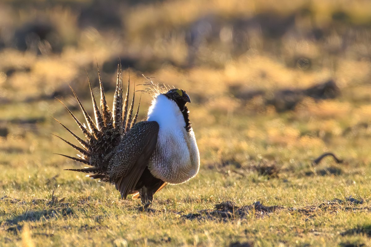 Greater Sage-Grouse