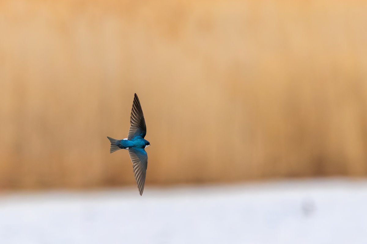 Tree Swallow