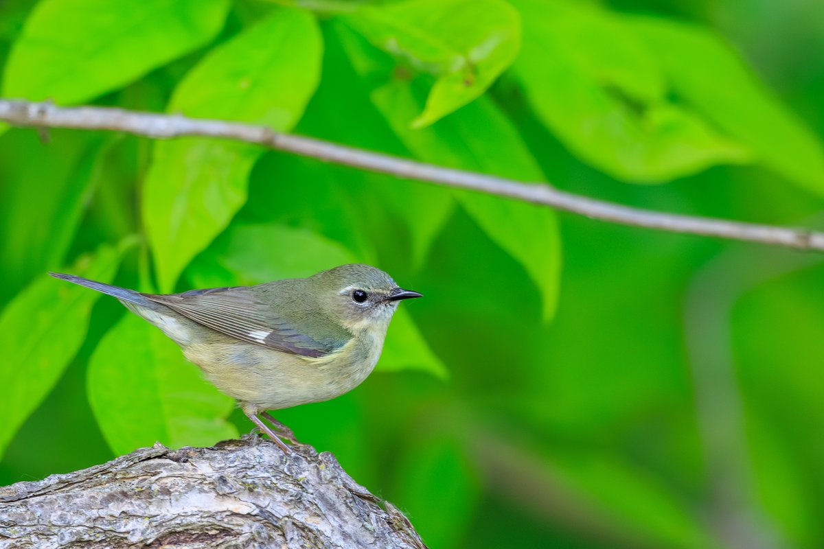 Black-throated Blue Warbler