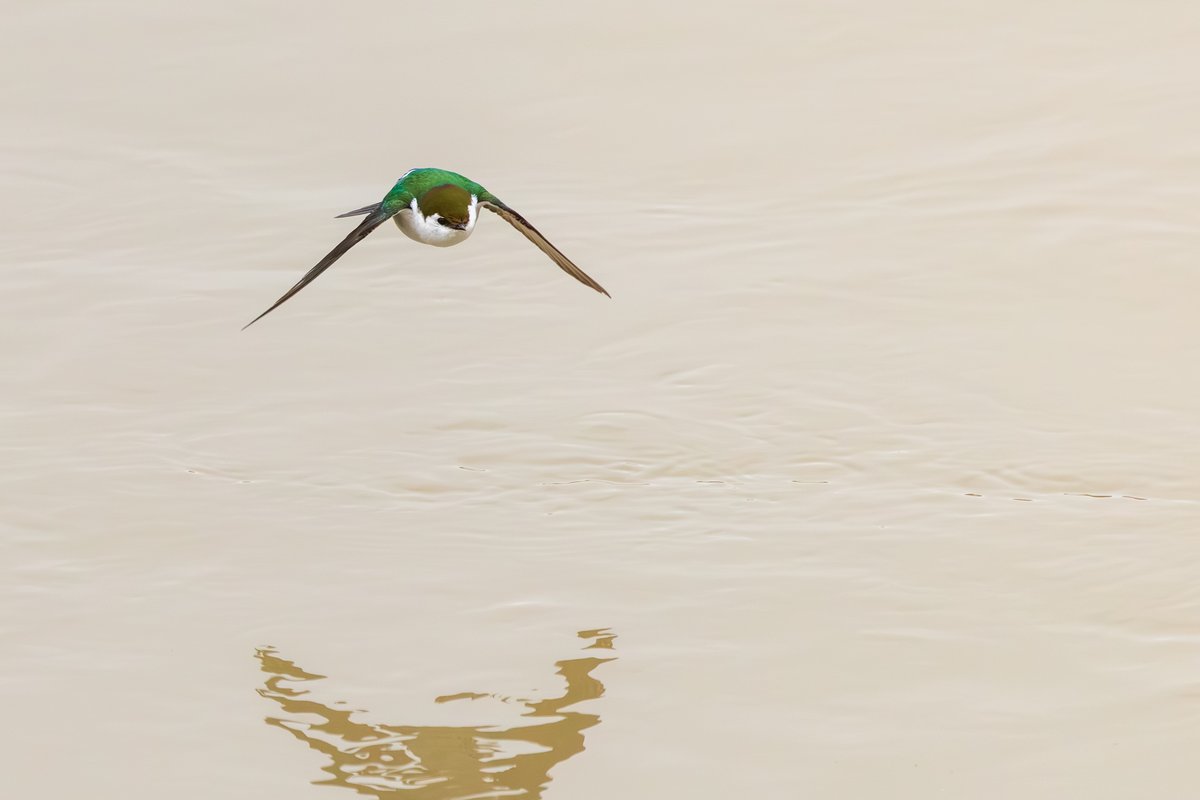 Violet-green Swallow