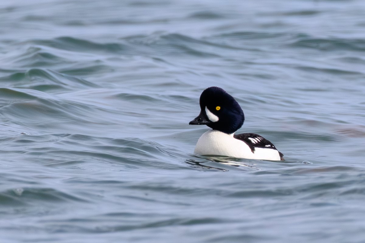 Barrow's Goldeneye