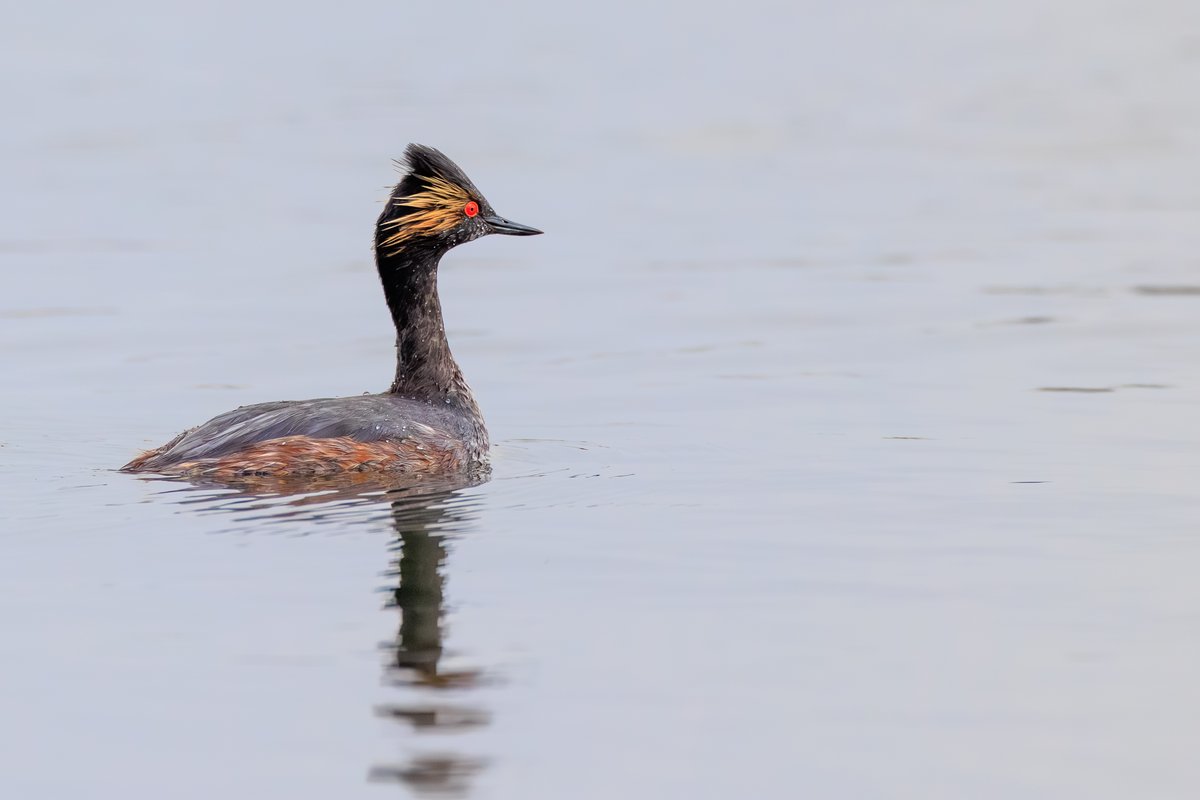 Eared Grebe
