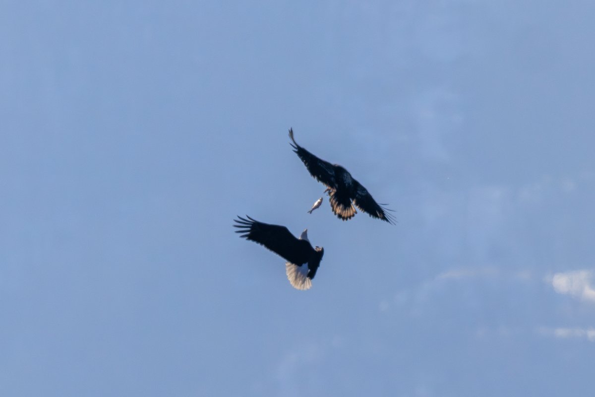 Bald Eagle