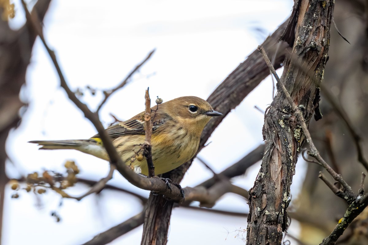 Yellow-rumped Warbler