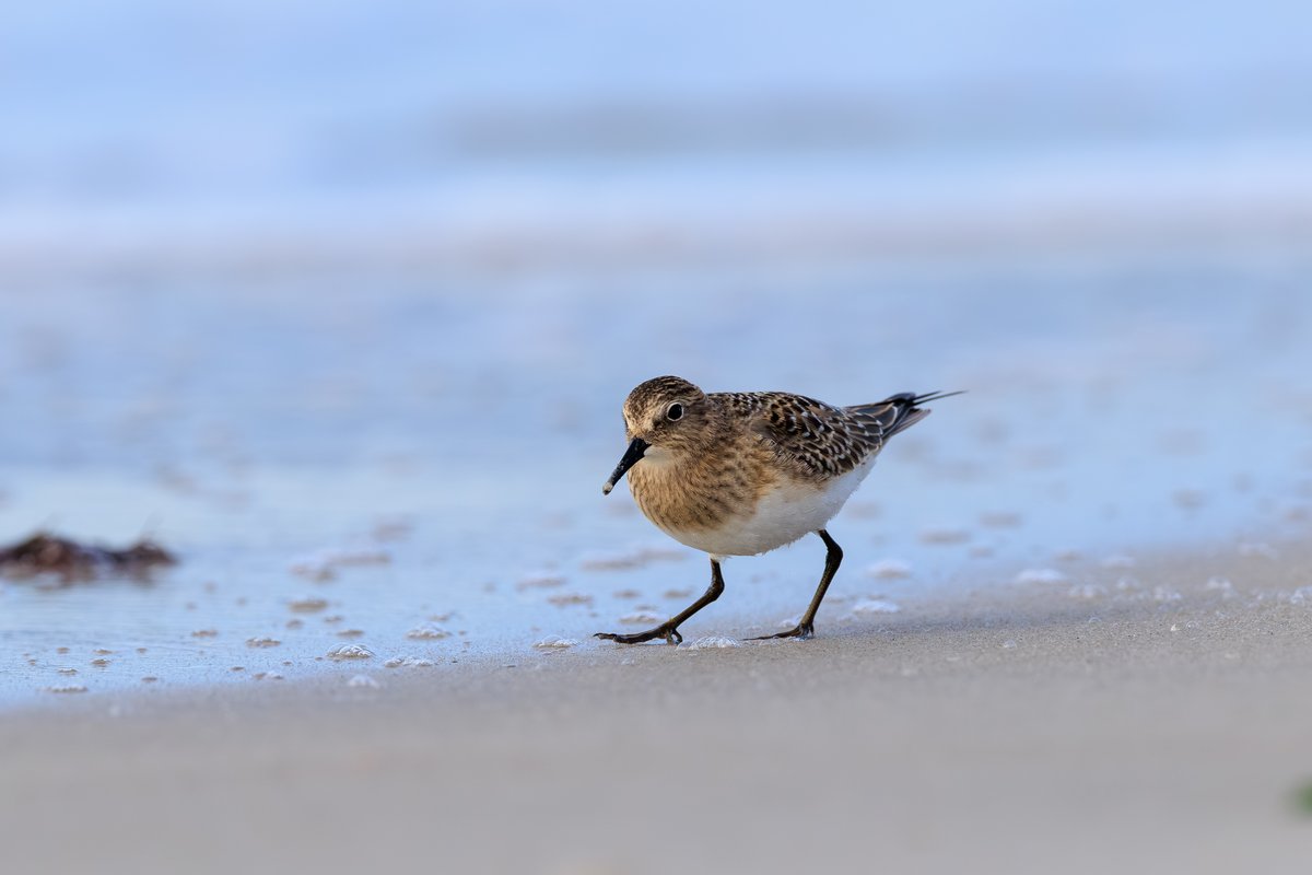 Semipalmated Sandpiper