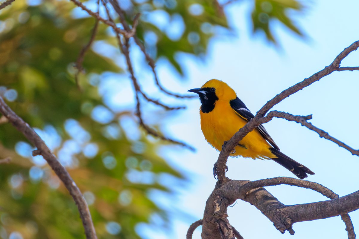 Hooded Oriole