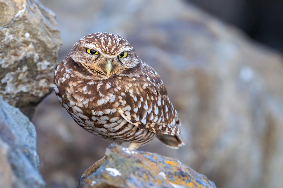 Burrowing Owl