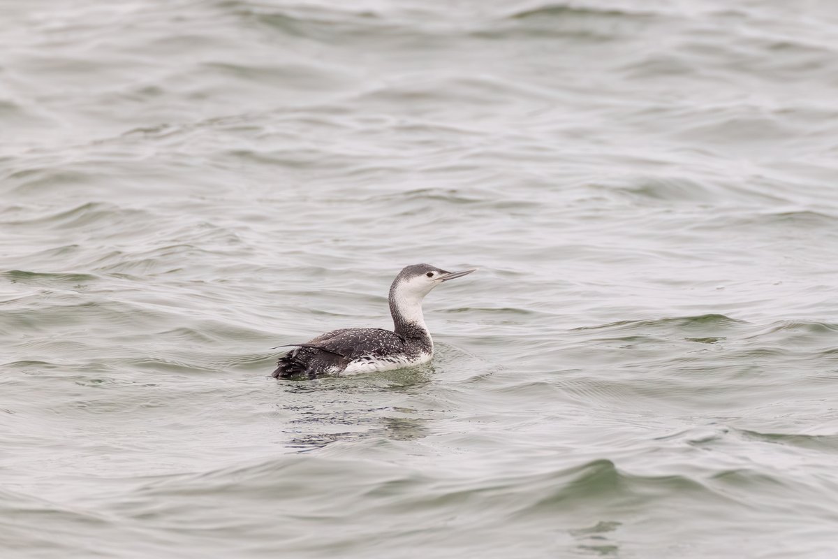 Red-throated Loon