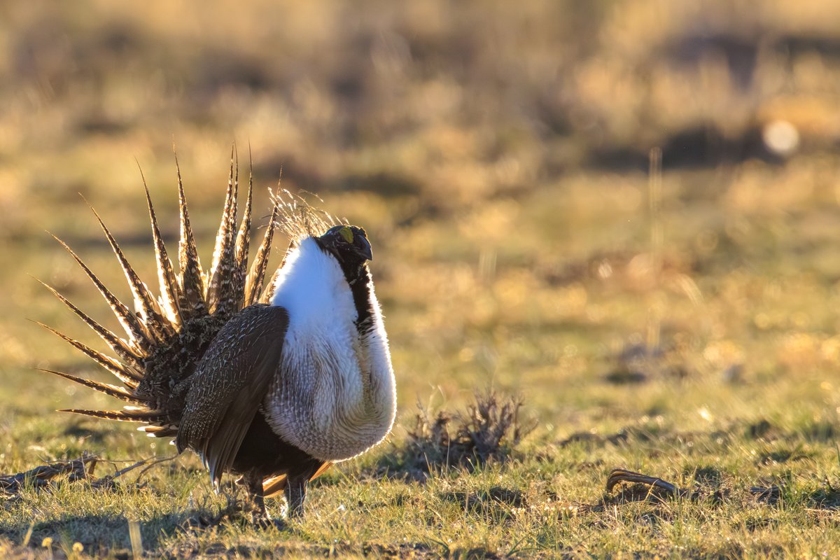 Greater Sage-Grouse