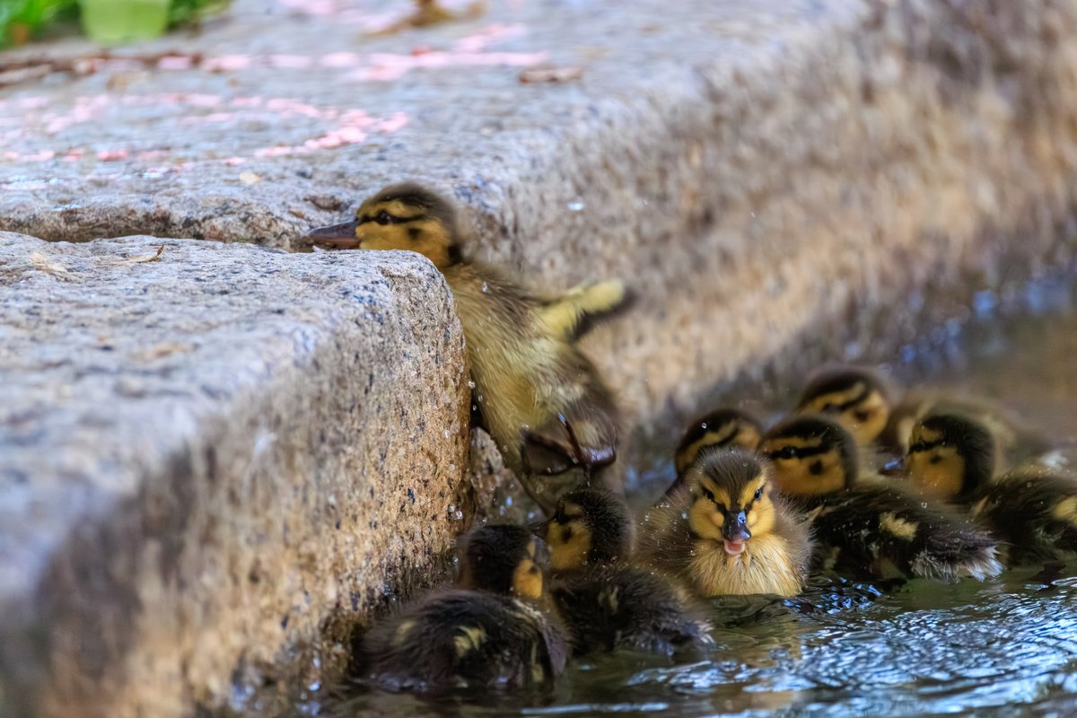 Mallard