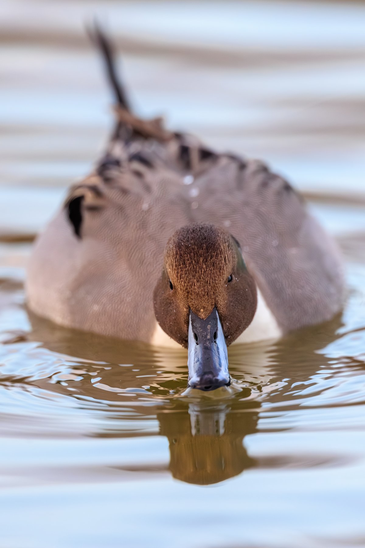 Northern Pintail