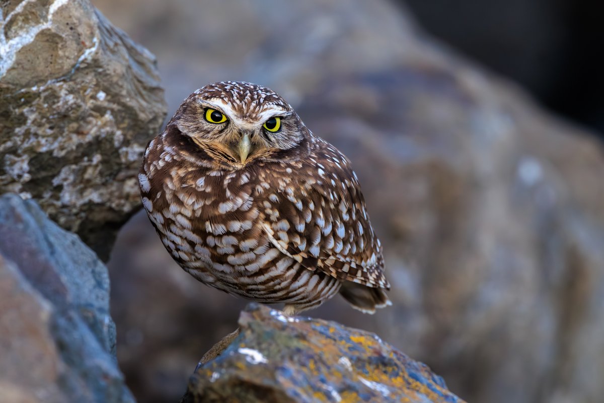 Burrowing Owl
