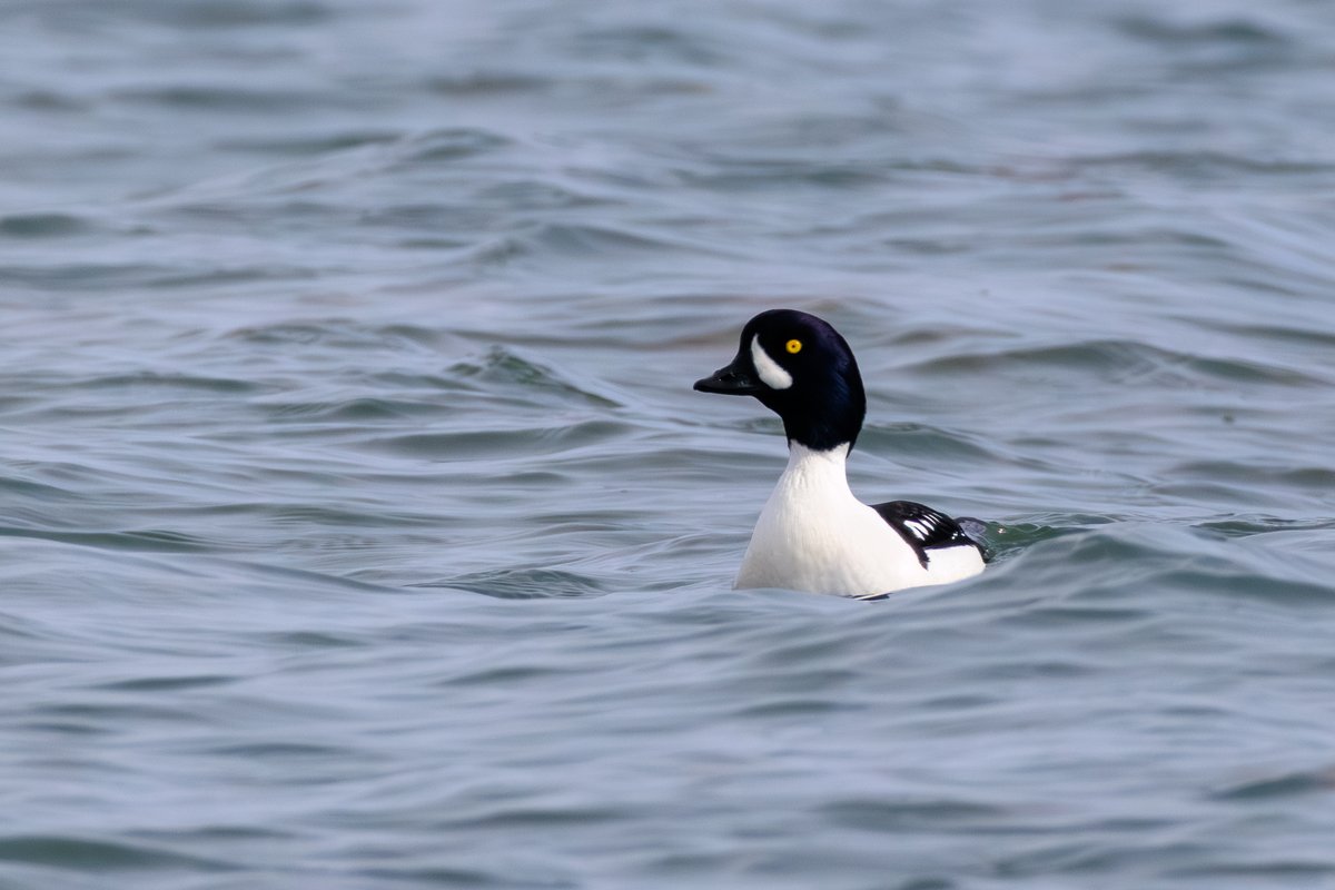 Barrow's Goldeneye