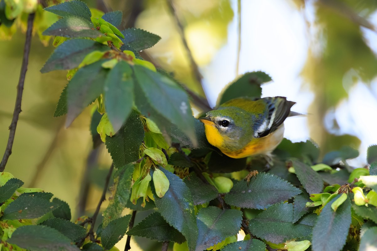 Northern Parula