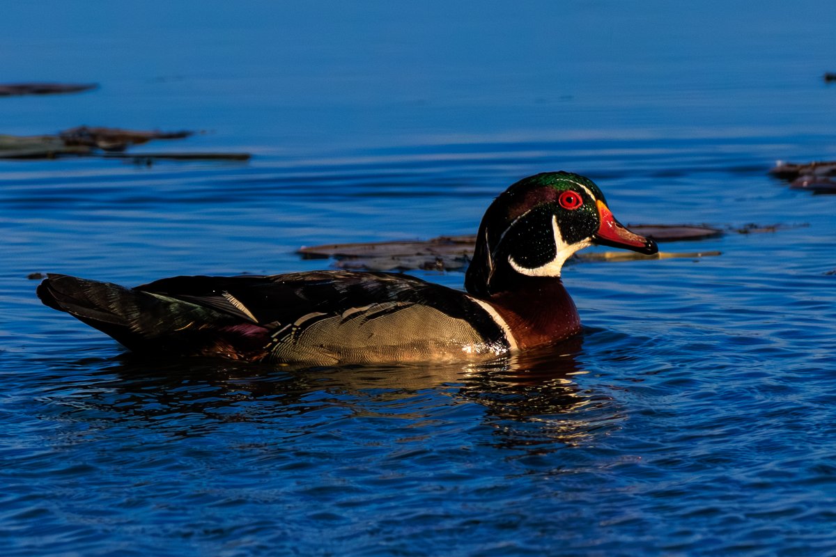 Wood Duck