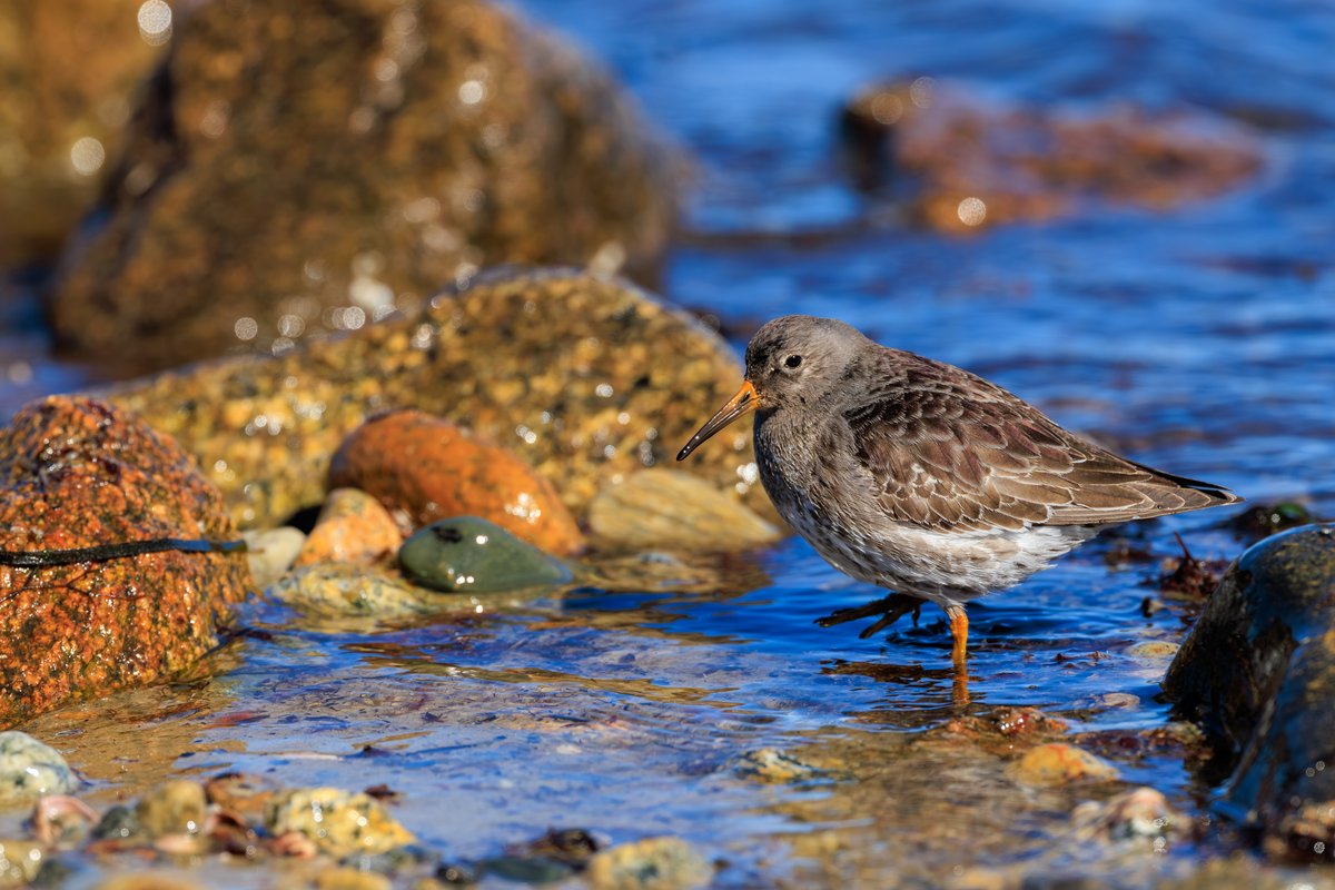 Purple Sandpiper