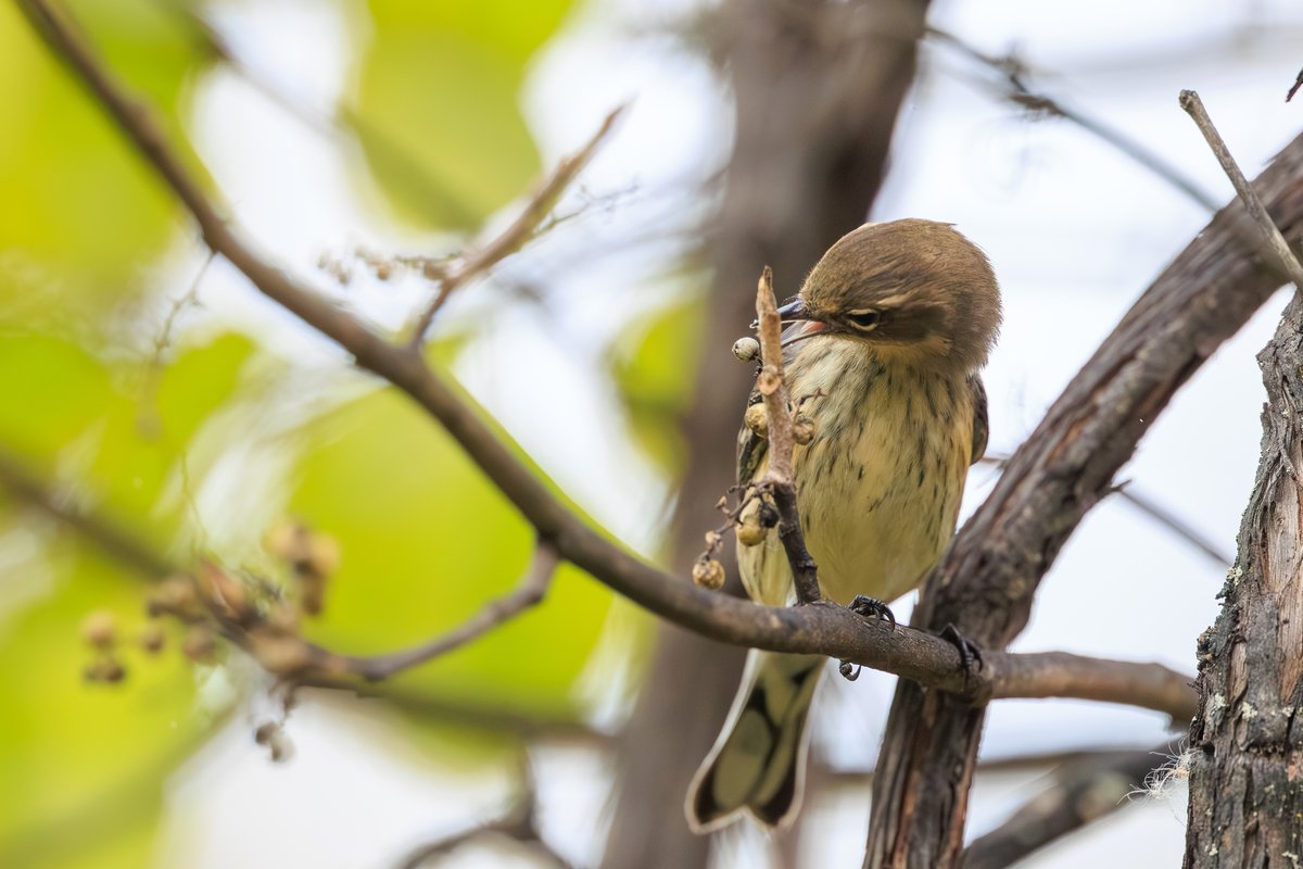 Yellow-rumped Warbler