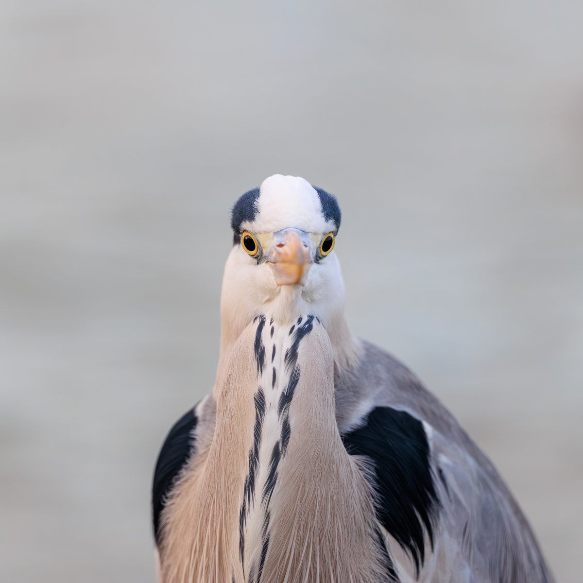 Gray Heron