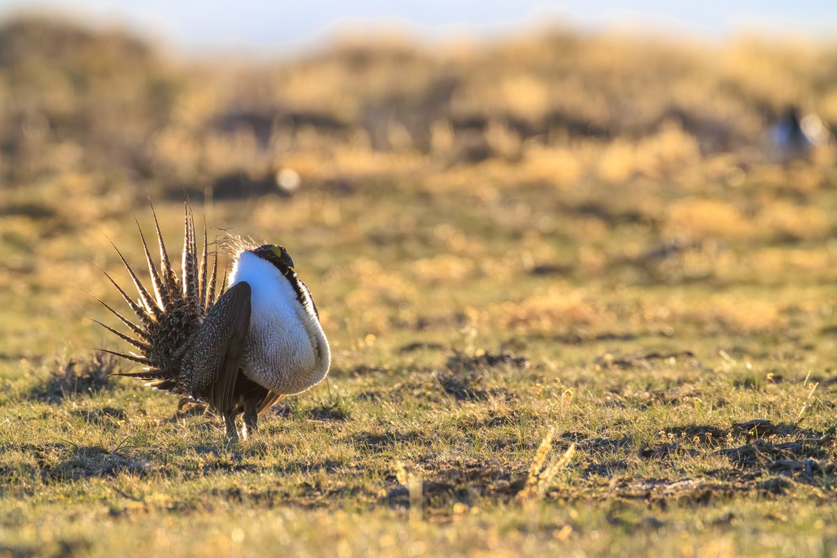 Greater Sage-Grouse
