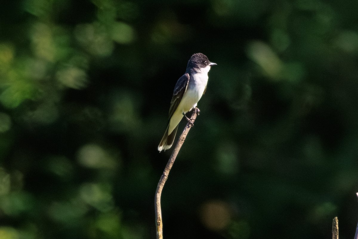 Eastern Kingbird