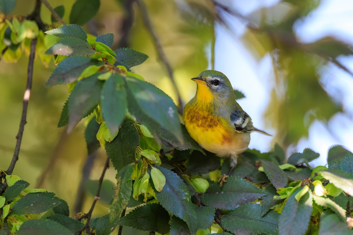 Northern Parula