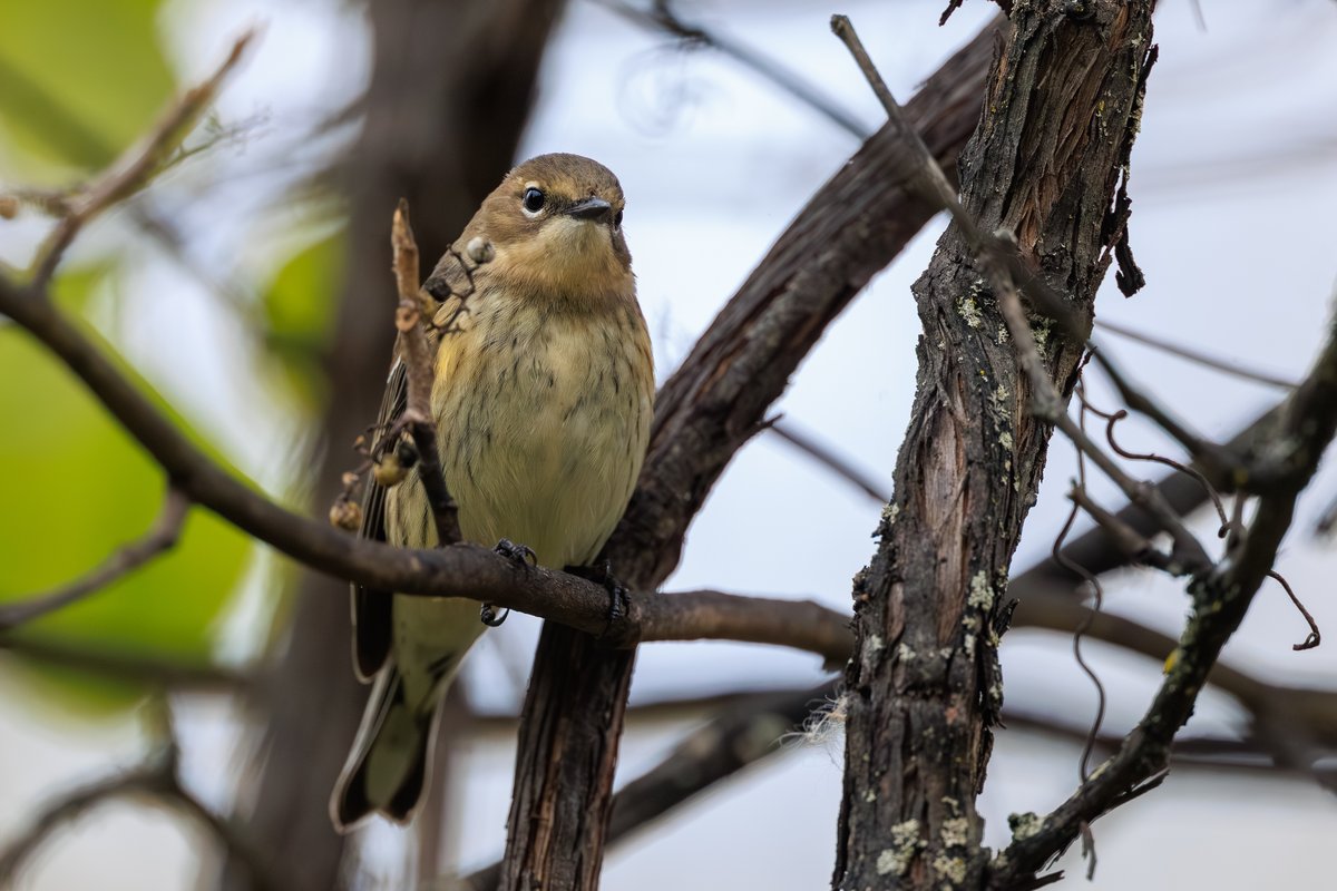 Yellow-rumped Warbler