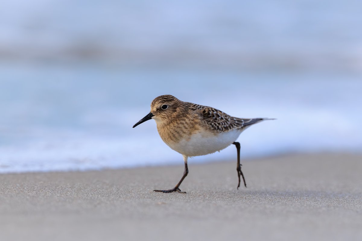 Semipalmated Sandpiper
