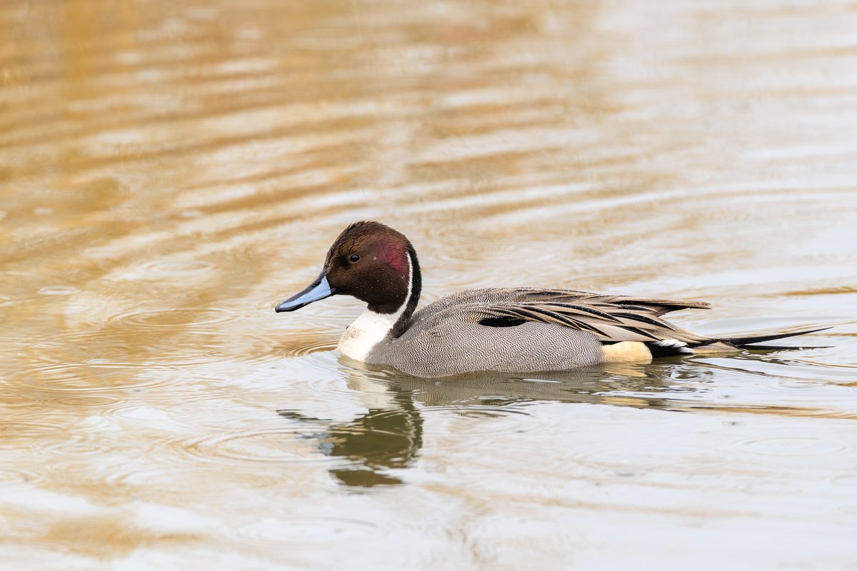 Northern Pintail