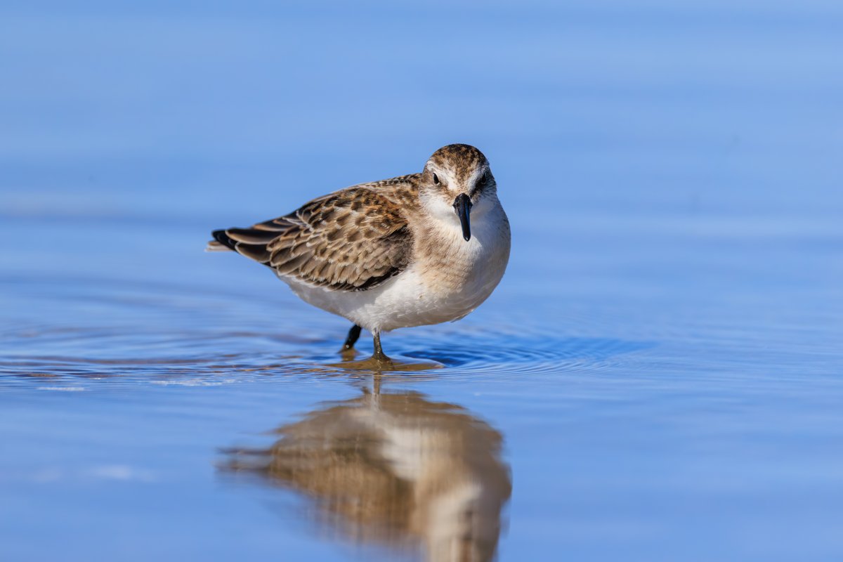 Semipalmated Sandpiper