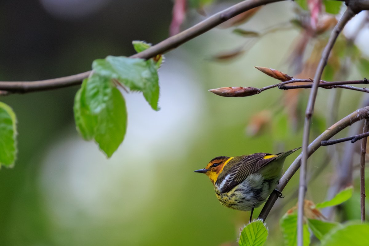 Cape May Warbler