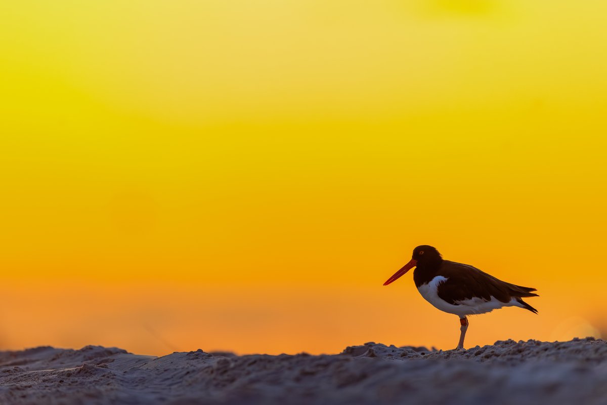 American Oystercatcher