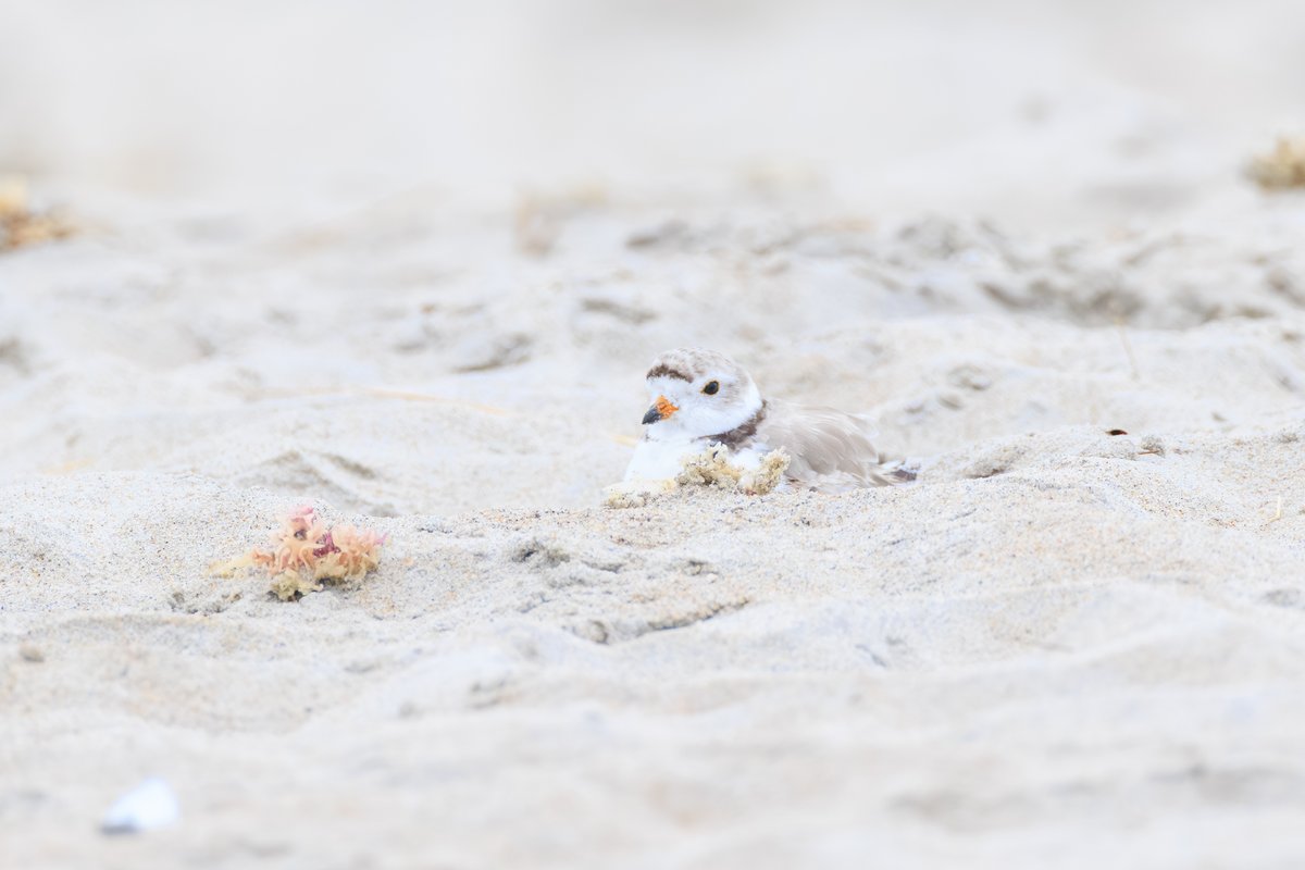 Piping Plover