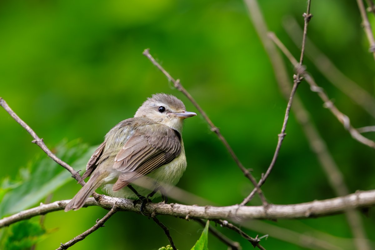 Warbling Vireo