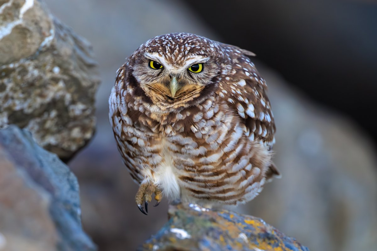 Burrowing Owl