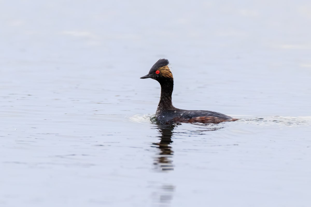 Eared Grebe