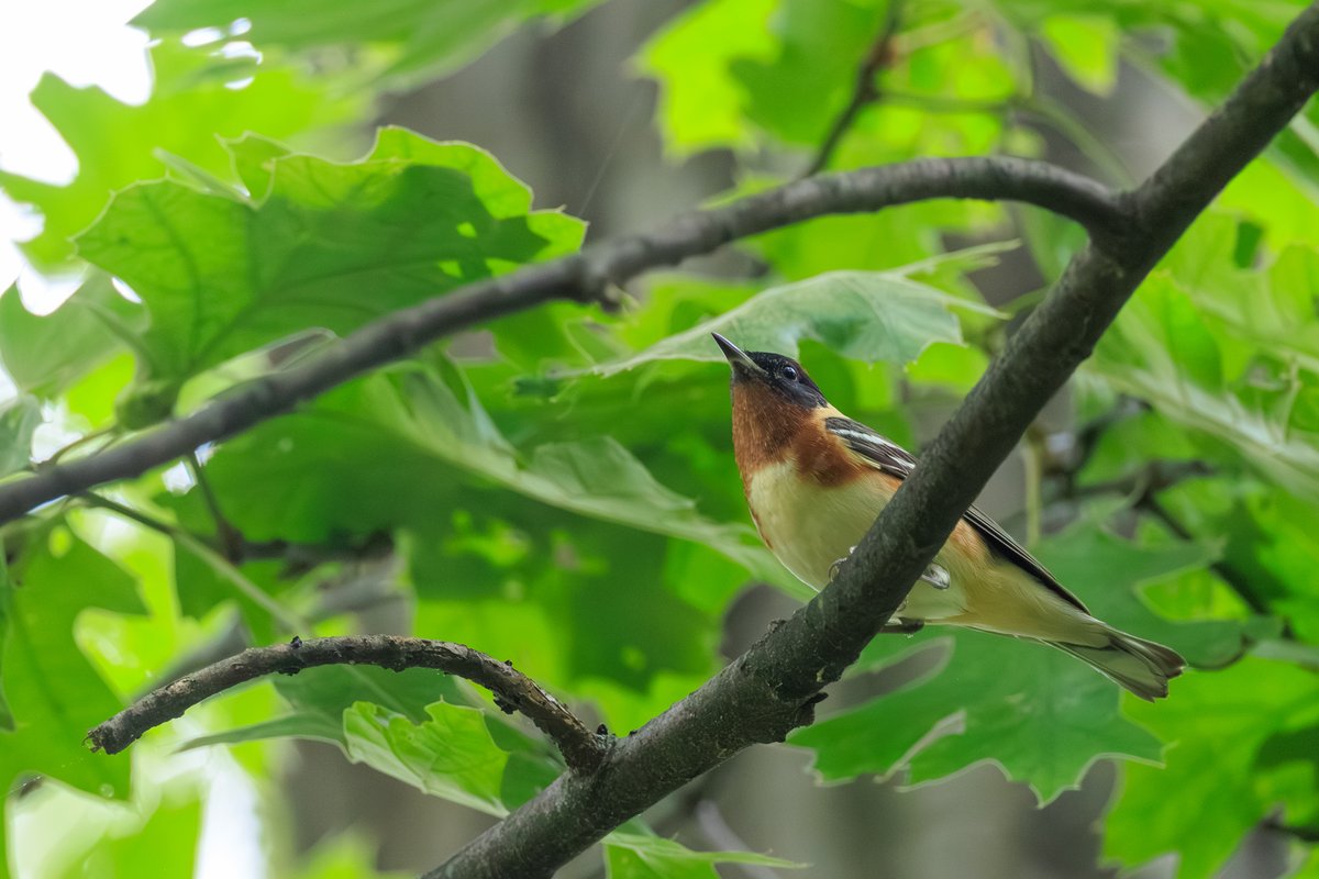 Bay-breasted Warbler