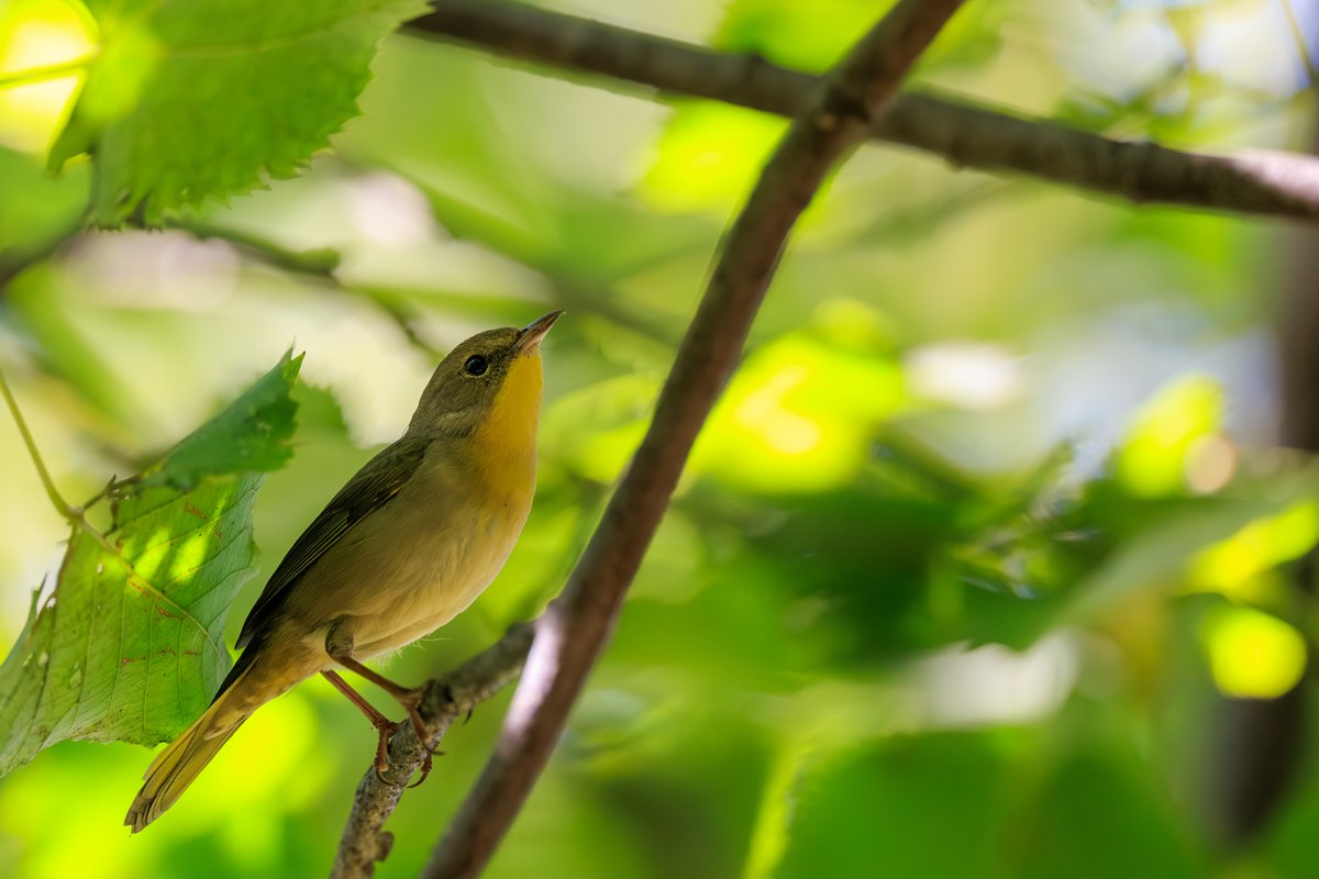 Common Yellowthroat