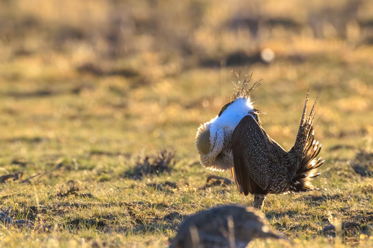 Greater Sage-Grouse