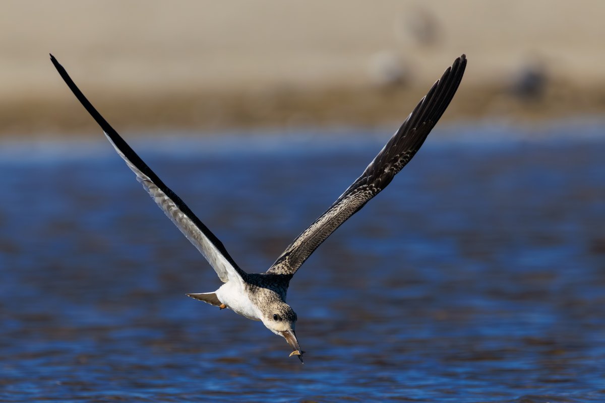Black Skimmer