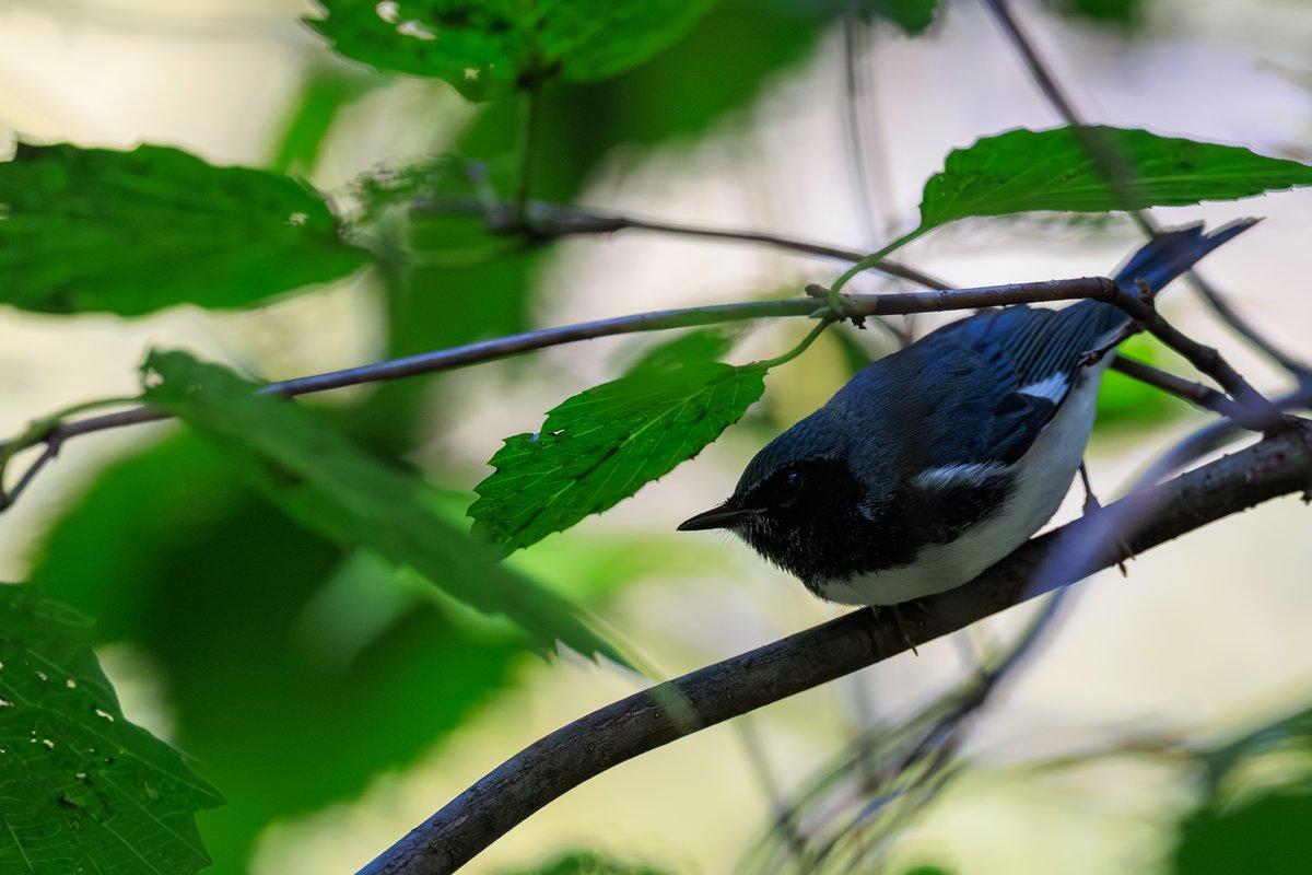 Black-throated Blue Warbler